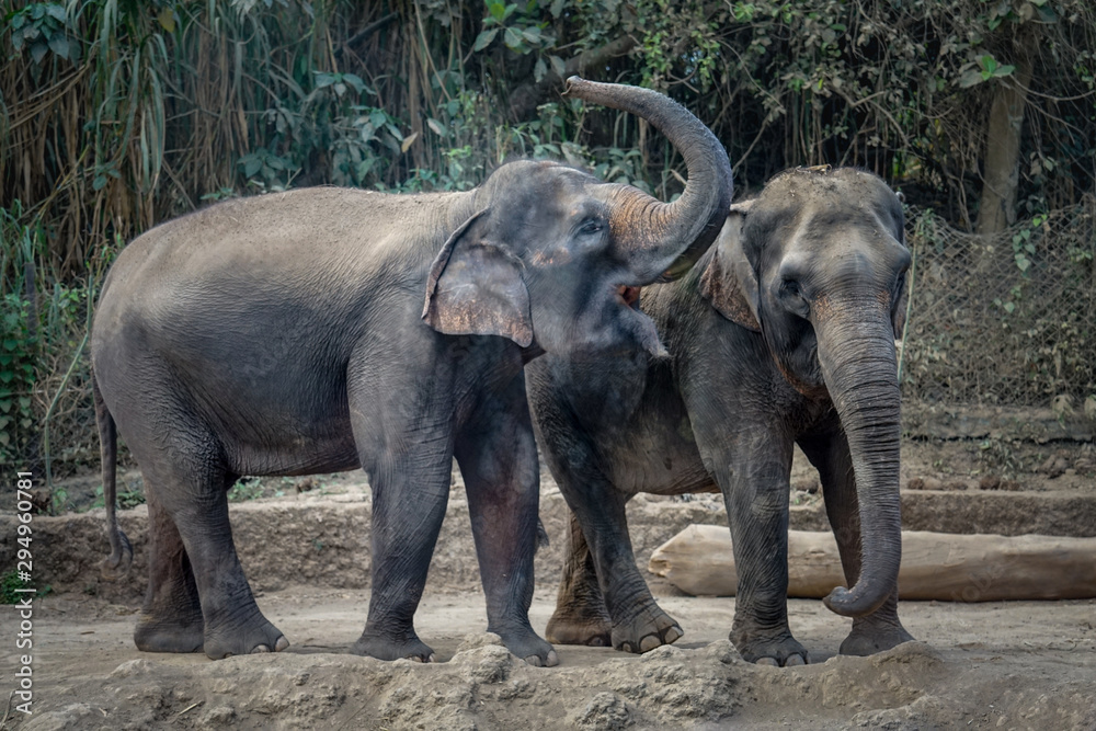 Fototapeta premium Two elephants are enjoying their day together. In Indonesia, elephants are found on the island of Sumatra. Elephants in Indonesia are included in the type of Asian elephant