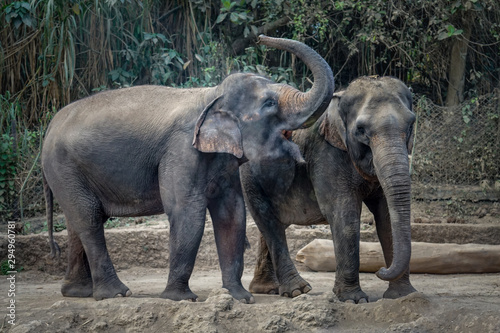 Two elephants are enjoying their day together. In Indonesia  elephants are found on the island of Sumatra. Elephants in Indonesia are included in the type of Asian elephant