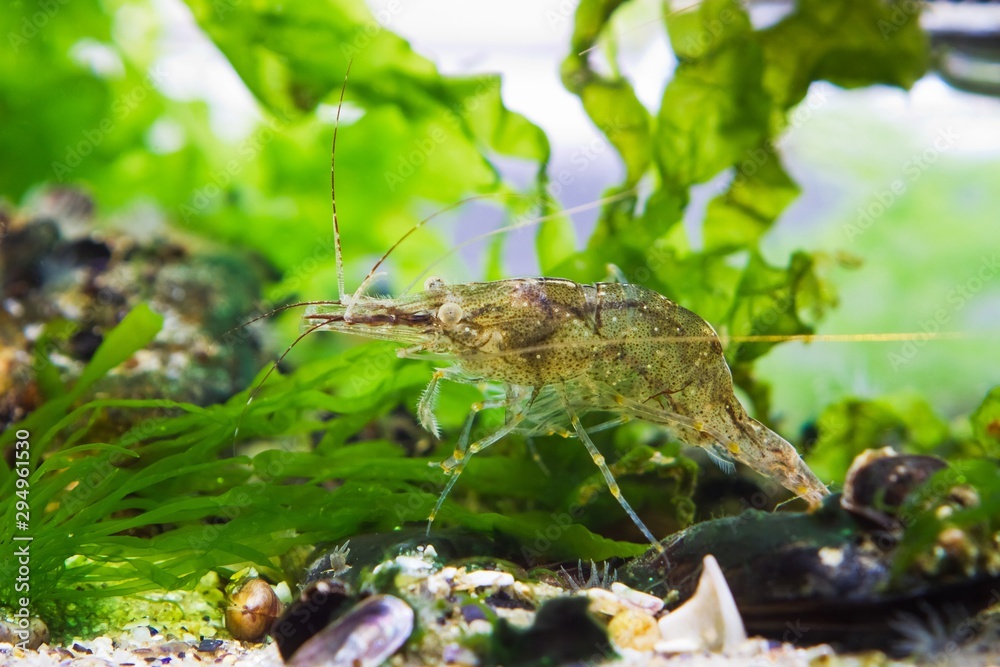 Palaemon adspersus, Baltic prawn, saltwater decapod crustacean, inspects sea bed for food with its periopods and antennas in green algae, stones in background, marine biotope aquarium of Black Sea