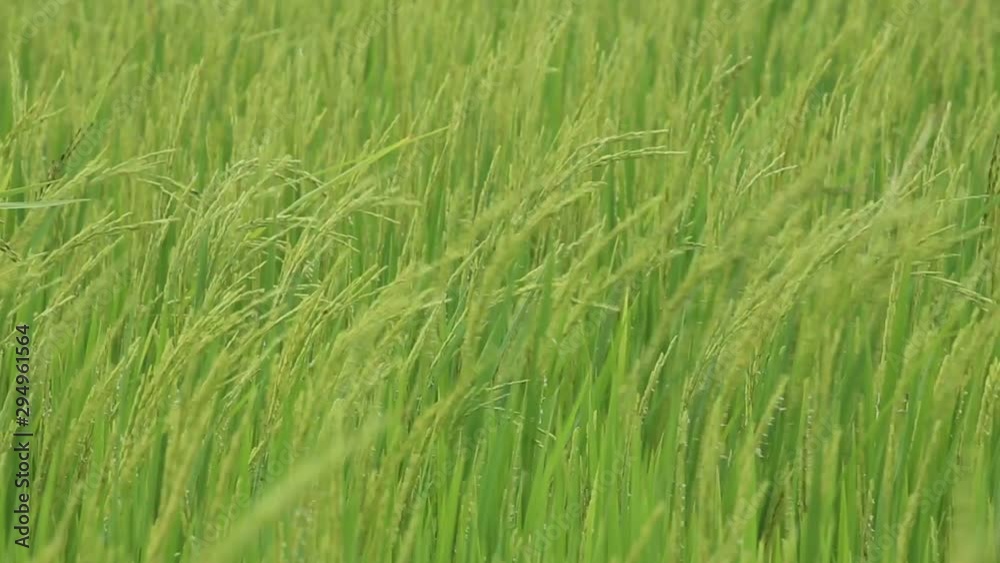 Rice fields in Rayong at Thailand Rice fields in Rayong at Thailand
