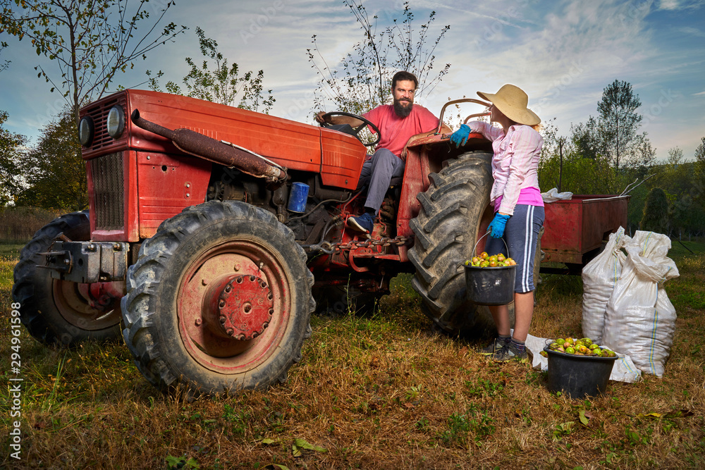 Obraz premium Farmers harvesting walnuts