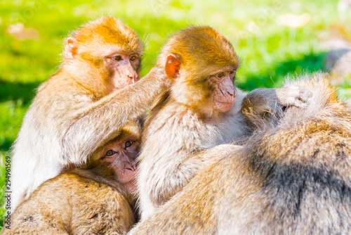 Barbary macaque monkey in zoo on a sunny summer day.