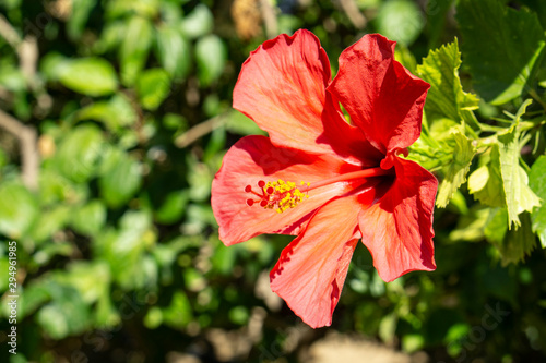 Flor roja en parque con fondo desenfocado