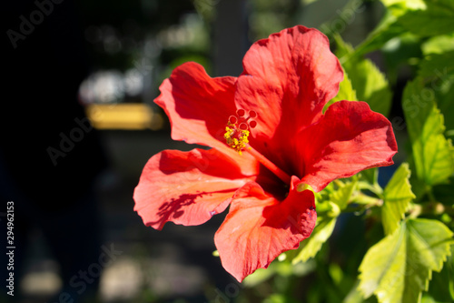 flor de color roja con fondo desenfocado 