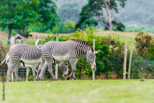 herd of zebras in the safari zoo