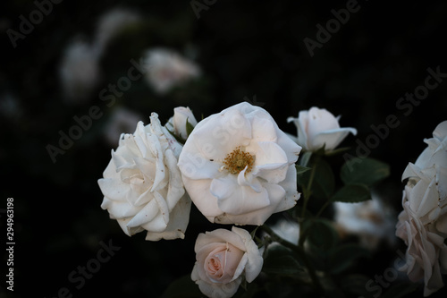 White rose photo taken in Spain.