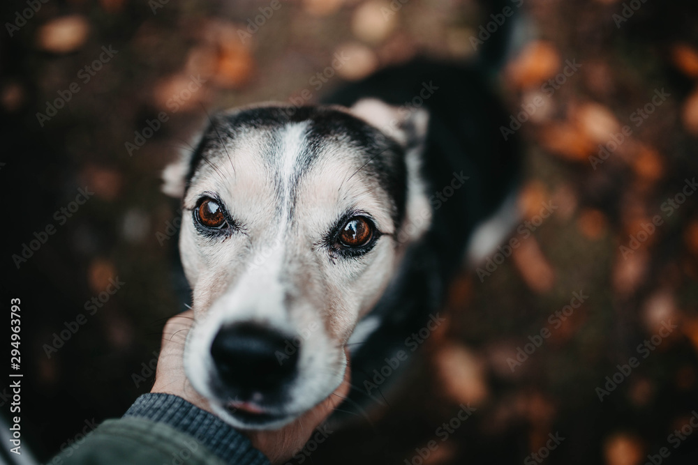 dog autumn in the fall on a background of leaves. concept of love and loyalty pet friendship. dog autumn in the fall on a background of leaves. concept of love and loyalty pet friendship.