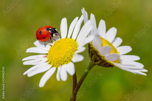 ladybug sits on a flower petal