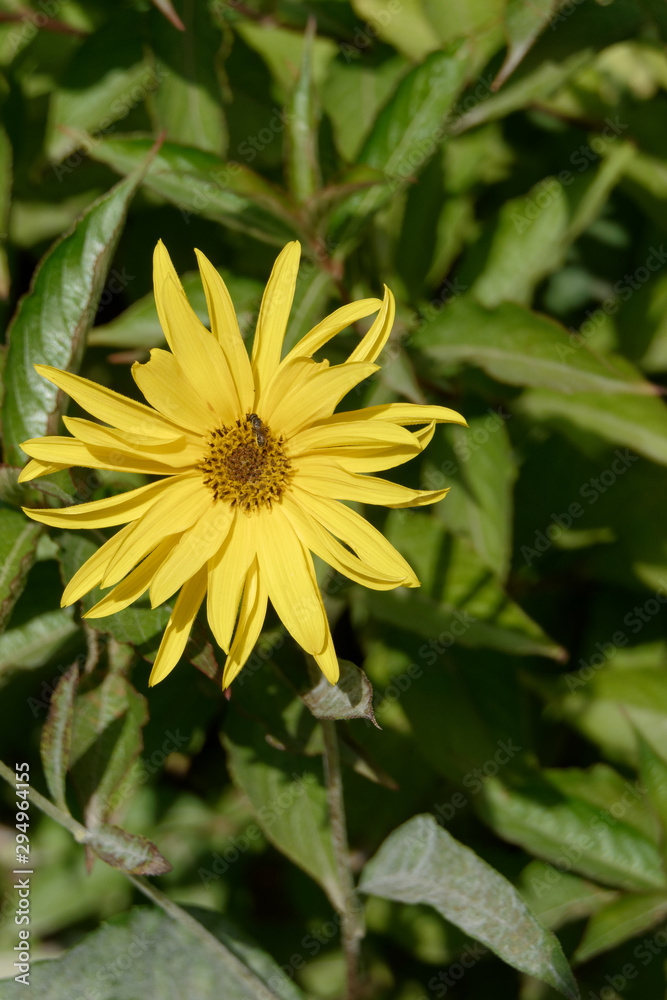 Hélianthus laetiflorus appelé également tournesol dans le Pas-de-Calais - France Hélianthus laetiflorus appelé également tournesol dans le Pas-de-Calais - France