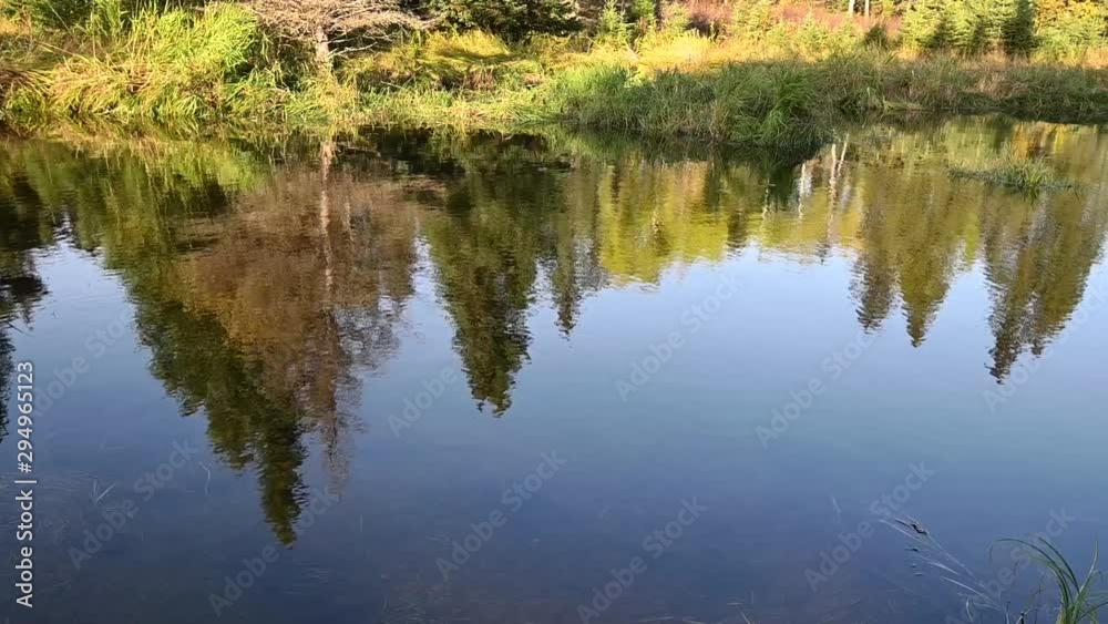 Reflection of a autumn forest scene with a pine tree and brightly colored grass with small ripples in the pond. Reflection of a autumn forest scene with a pine tree and brightly colored grass with small ripples in the pond.