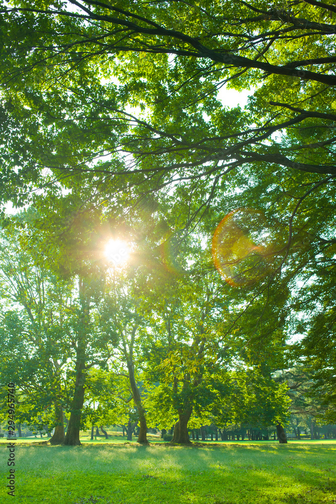 Obraz premium morning forest