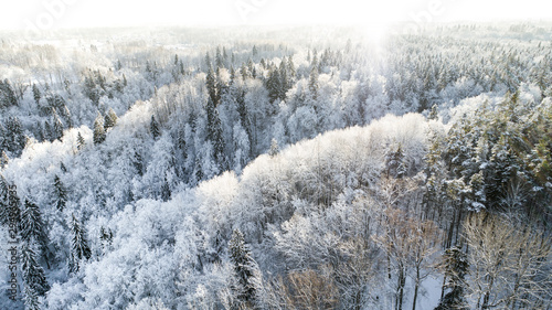 Winter landscape, snowy forest on a sunny day. Sigulda, Latvia. © valdisskudre