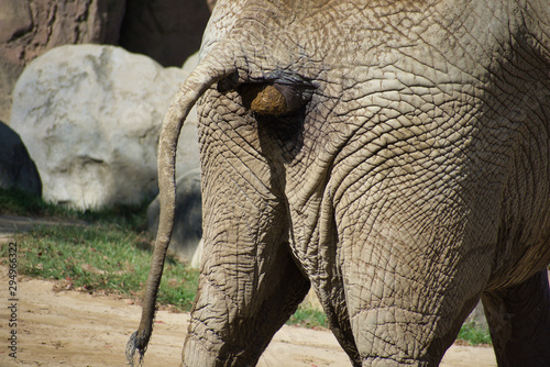 Photography African elephant deification