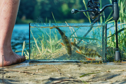 Aquarium with freshwater fish perch on the shore of the lake. Spinning fishing concept. Caught and released.