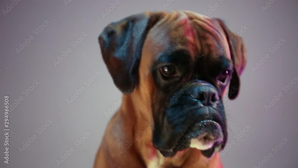 Boxer dog constantly moving head from left to right. Boxer dog constantly moving head from left to right.