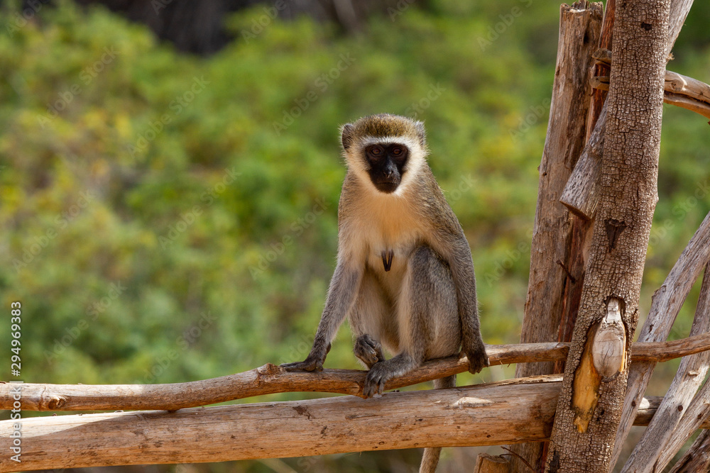 Fototapeta premium Pausierender Affe