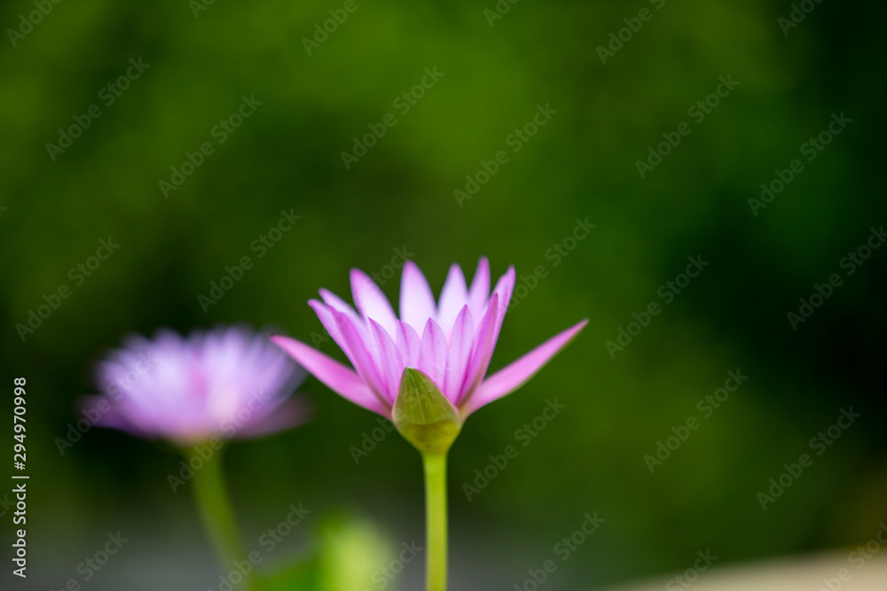 Beautiful pink Lotus flower or water lily Beautiful pink Lotus flower or water lily