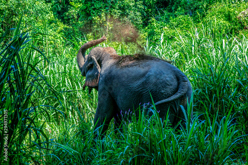 Photography Habits of elephants in Mineral lick/salt lick