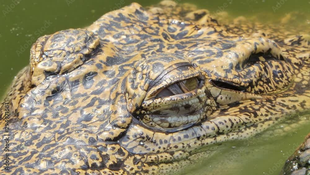 Close up of eye crocodile, open the eye. Close up of eye crocodile, open the eye.