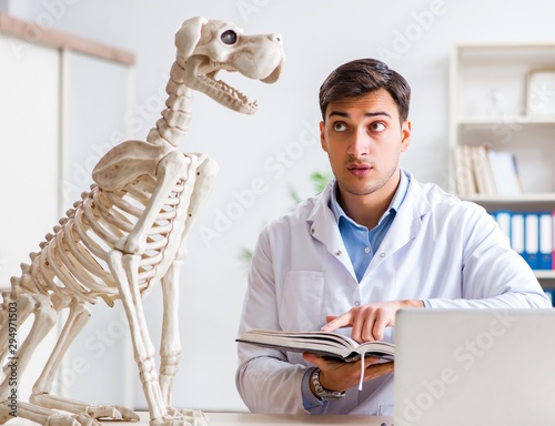 Doctor vet practicing on dog skeleton