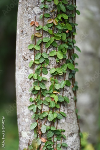 Asiatic jasmine young tree leaves.