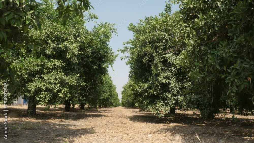 Slider pan shot of a field of orange groves Slider pan shot of a field of orange groves