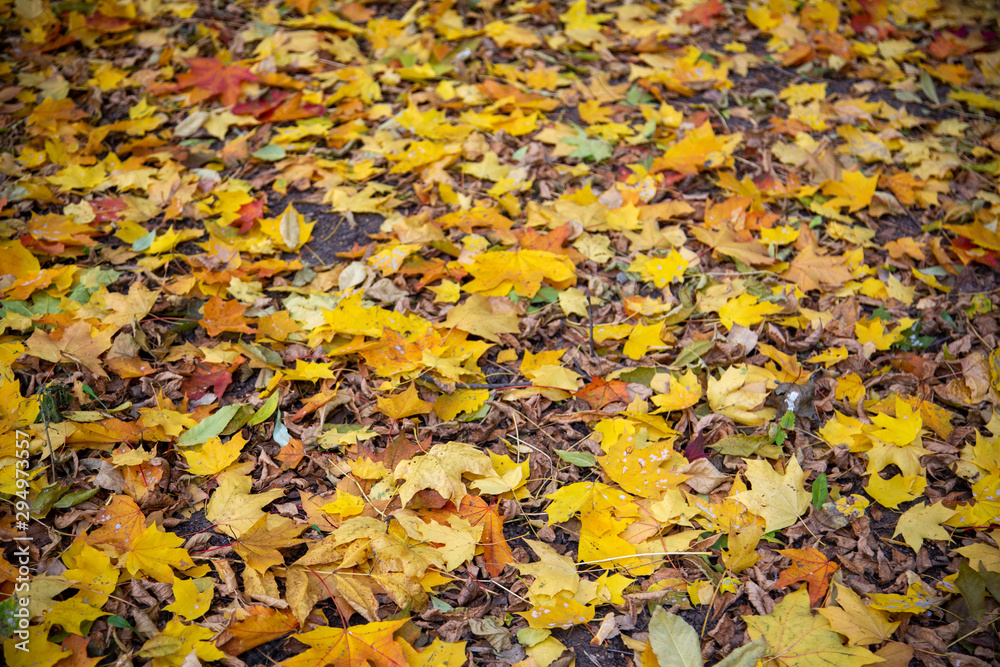 Autumn leaves covering the ground Autumn leaves covering the ground