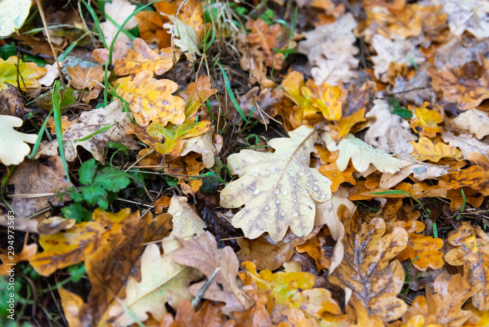 Autumn leave. Yellow leaves on the ground with water droplets. Oak leaves after leaf fall in the rain.