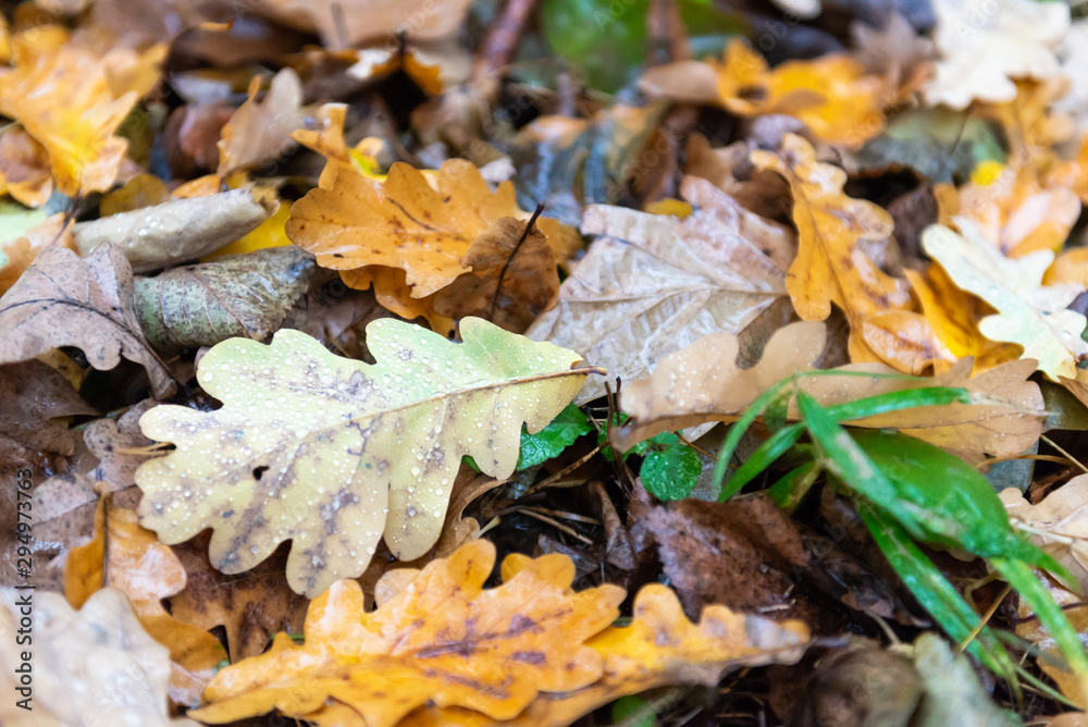 Autumn leave. Yellow leaves on the ground with water droplets. Oak leaves after leaf fall in the rain. Autumn leave. Yellow leaves on the ground with water droplets. Oak leaves after leaf fall in the rain.
