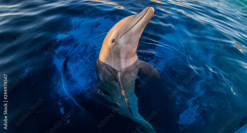 Fototapeta premium One dolphin pokes head out of the water