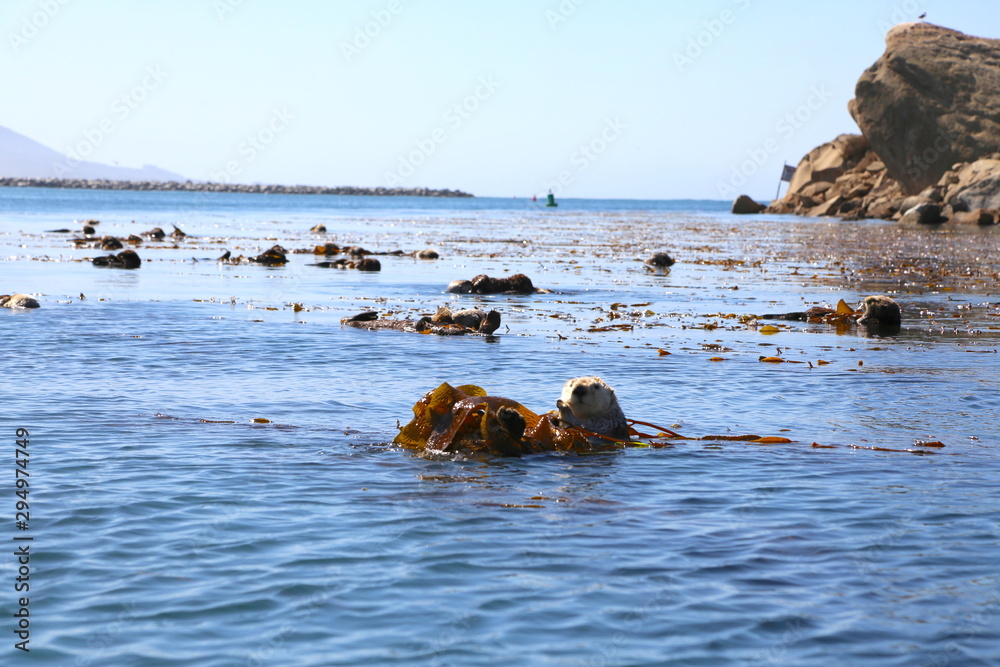 Fototapeta premium Morro Bay Otters 