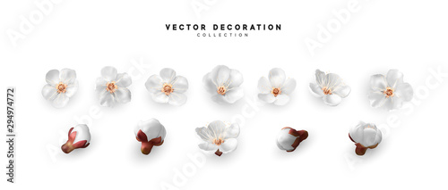 Flower flowering against isolated on white background. Blooming flower buds. Design of realistic white floral buds.