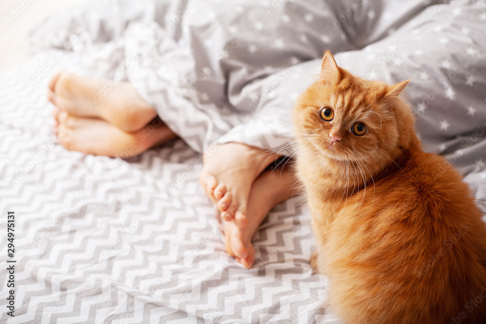 Legs of lovers under blanket and red cat sit on bed