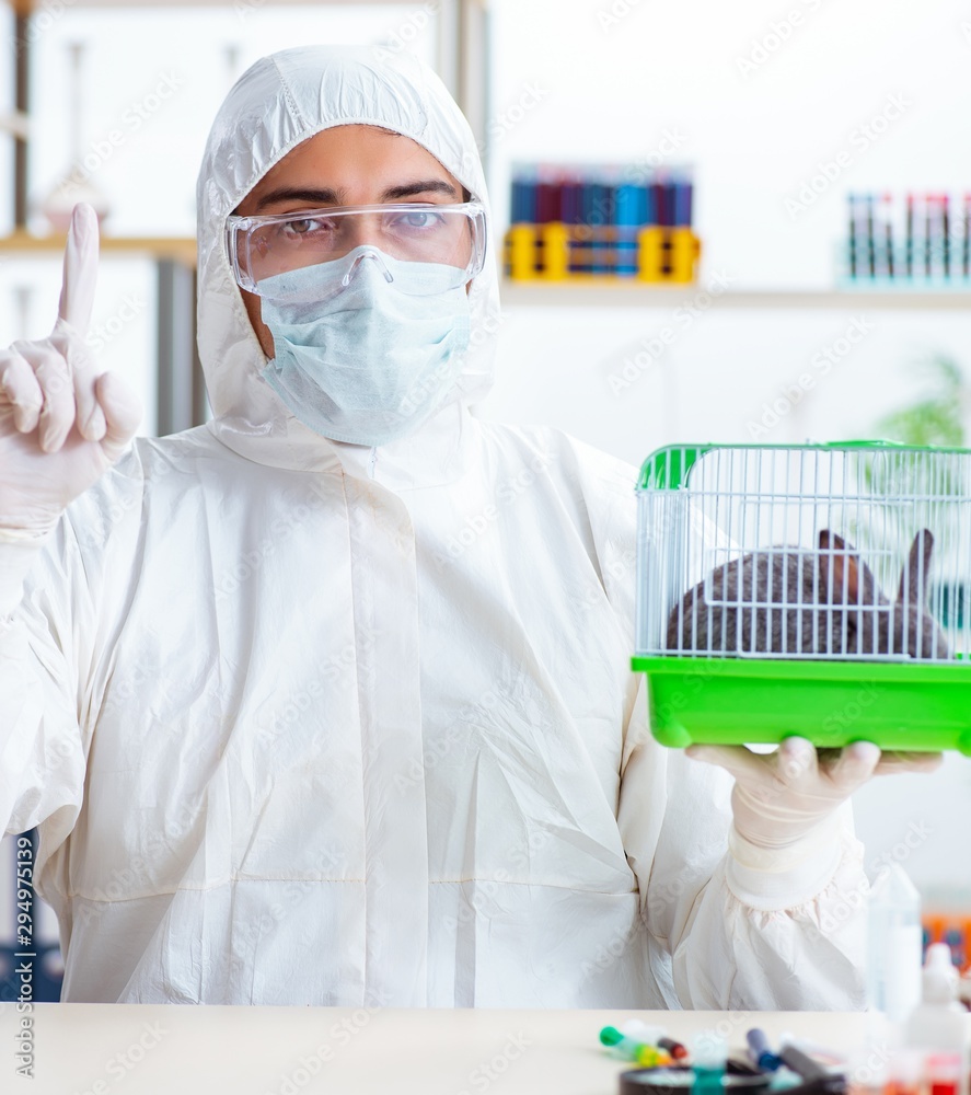 Scientist doing testing on animals rabbit Scientist doing testing on animals rabbit