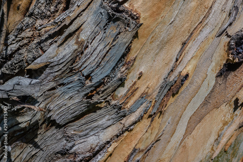 bark of a tree