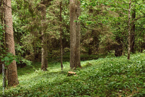 tree in the forest