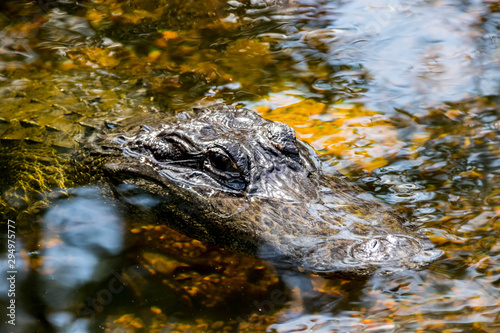 Aligator © Bernd Knigge