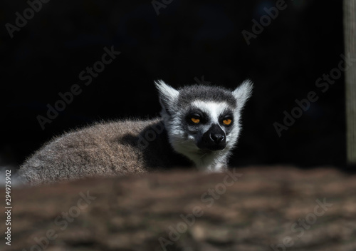 ring tail lemur at living treasures animal park 
