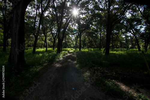 Sunshine through the trees