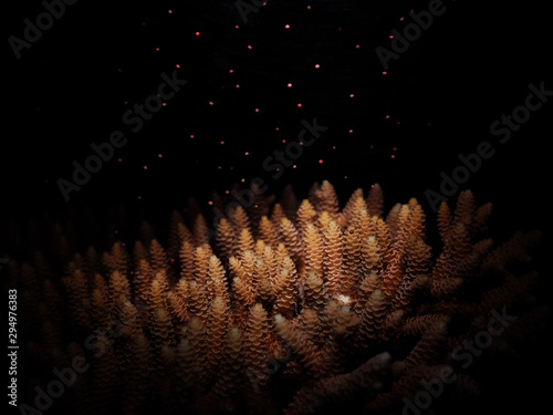 Sexual reproduction of corals, also called Coral Spawning. The coral Acropora tenuis (Dana, 1846) releasing multiple egg-sperm bundles into the water for external fertilization at the water surface.