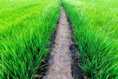 Green rice fields with a path in the middle.