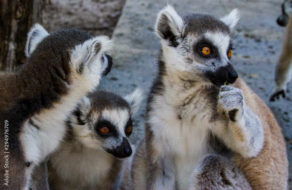 Obraz premium 3 Lemurs distracted