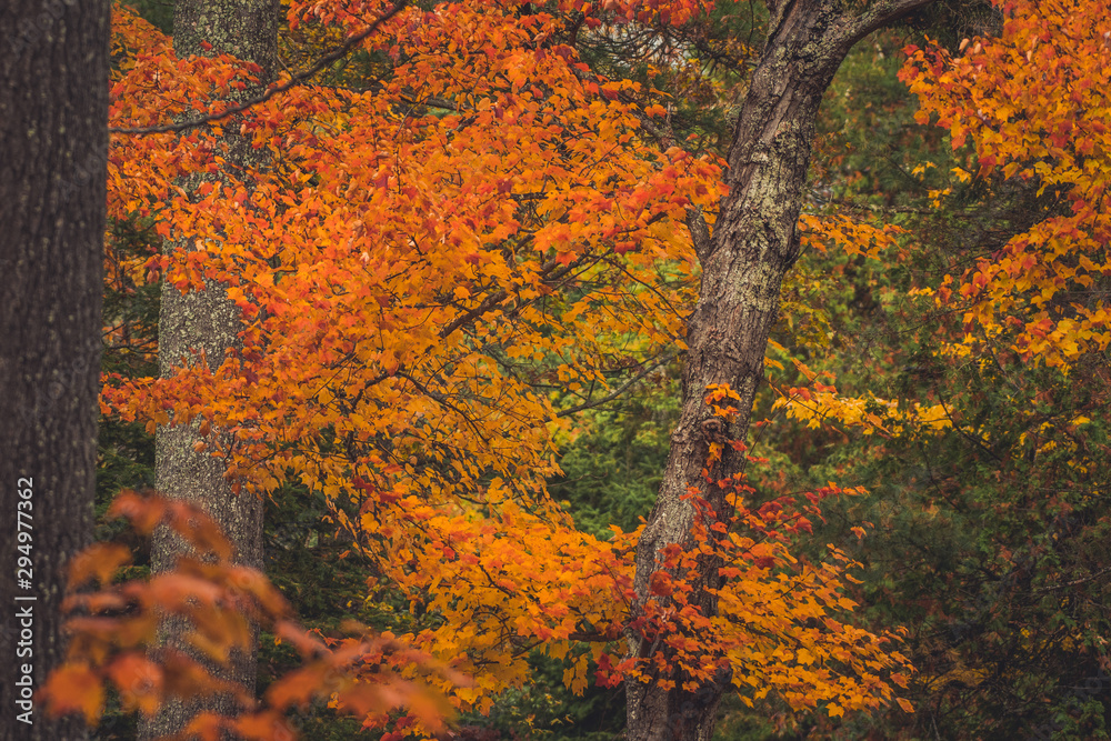 The colorful Maple leafs of an Indian Summer