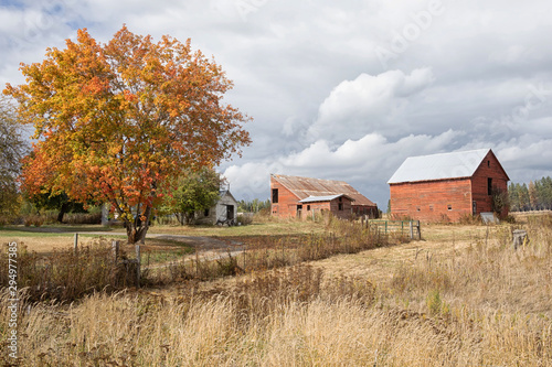 Original fall photograph of a rustic red barn surrounded by golden grasses and a tree with fall colored leaves