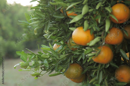 Orange tree full of oranges