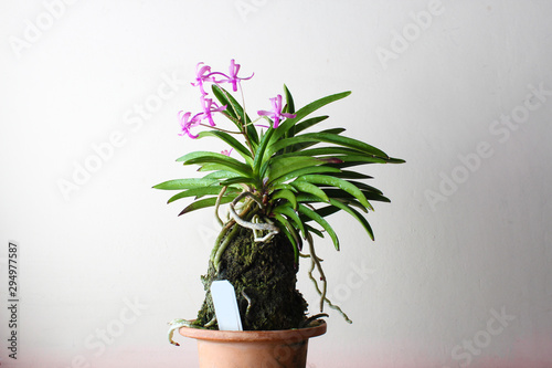 Fototapeta Naklejka Na Ścianę i Meble -  purple pink orchid, light background