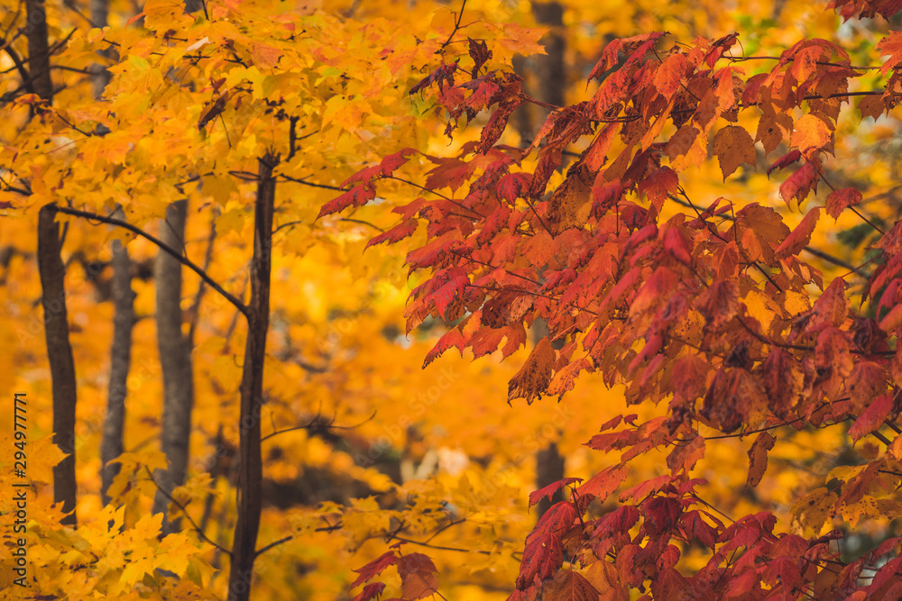 The colorful Maple leafs of an Indian Summer
