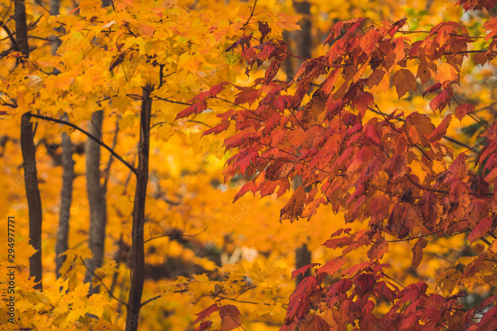 The colorful Maple leafs of an Indian Summer The colorful Maple leafs of an Indian Summer