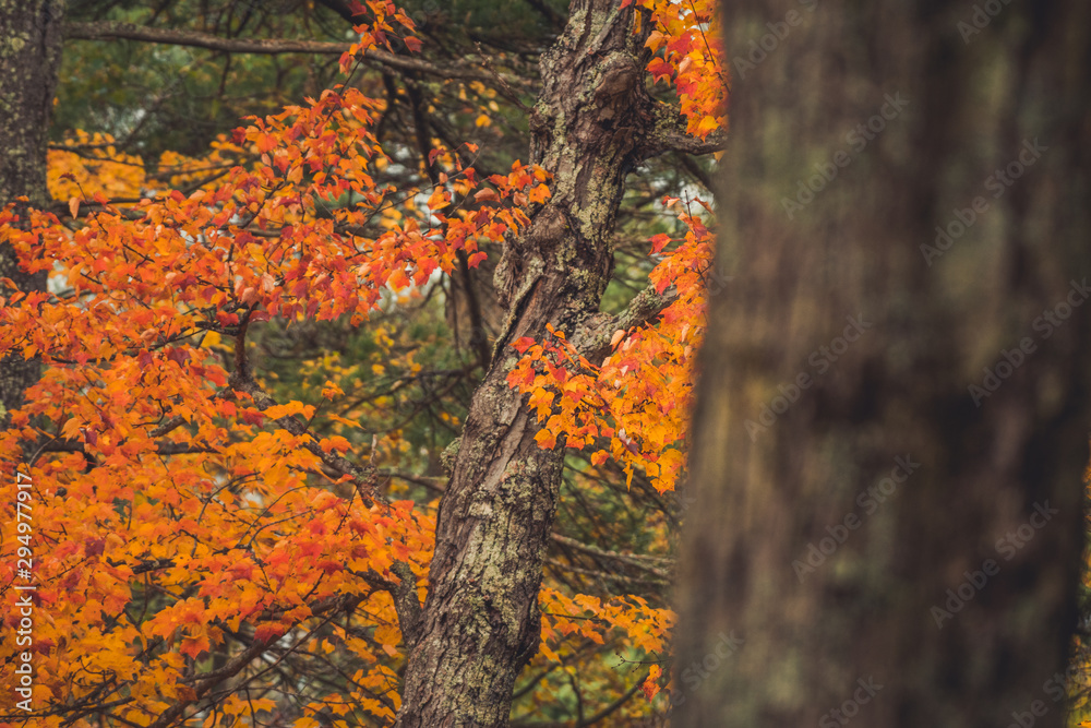 The colorful Maple leafs of an Indian Summer The colorful Maple leafs of an Indian Summer