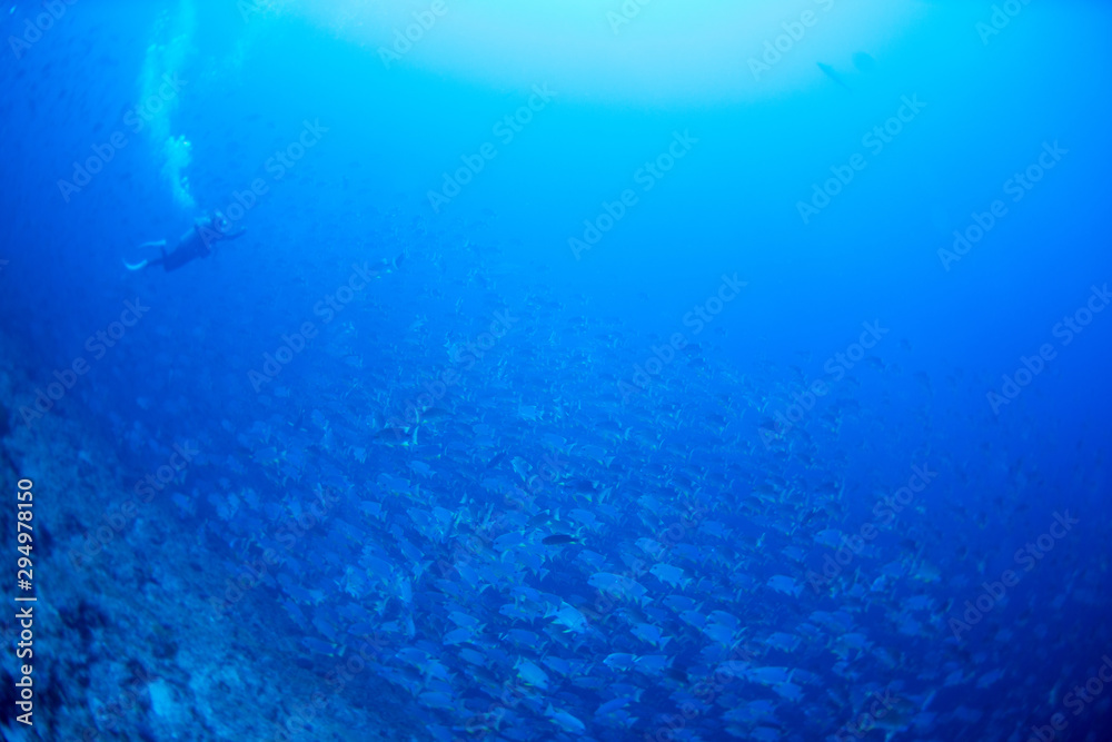 Fototapeta premium パラオ_ペリリュー_スキューバダイビング